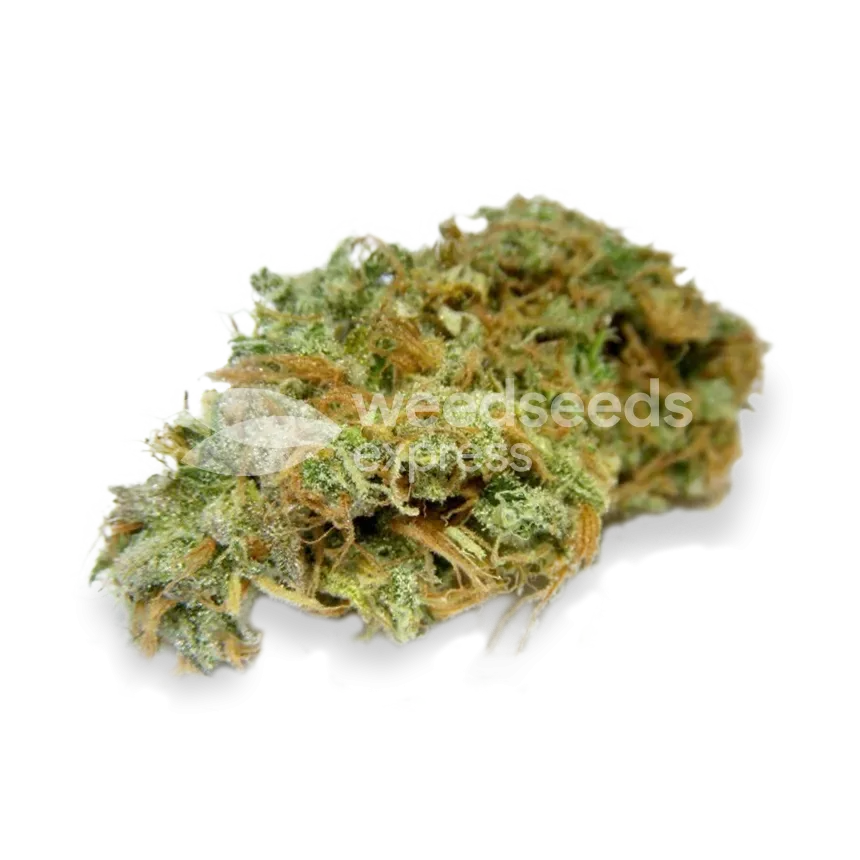 AK-48 bud