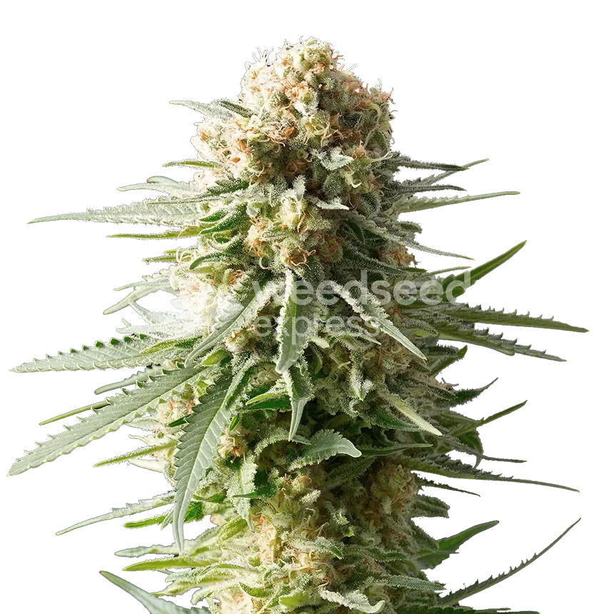 AK-48 plant