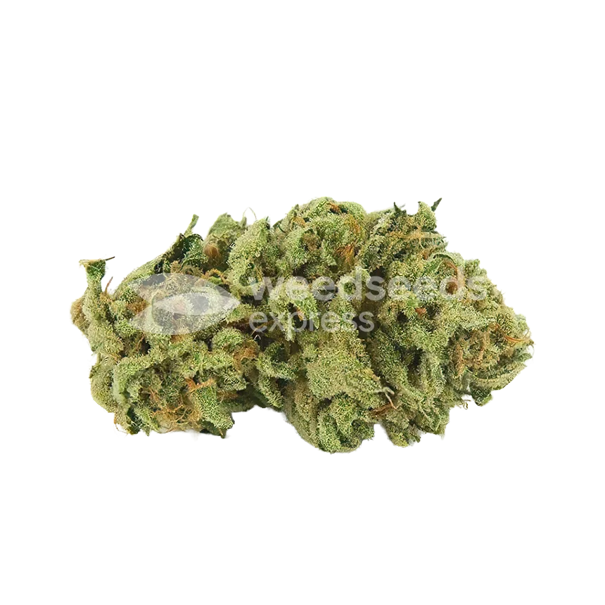 Alaskan Thunder Fuck Bud