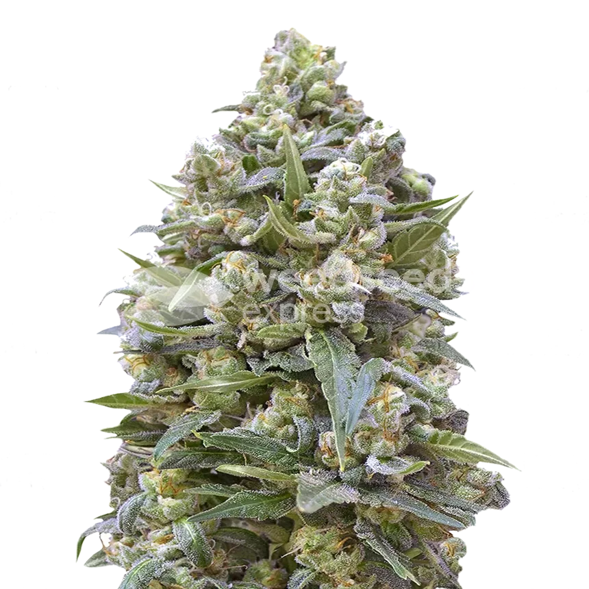Alaskan Thunder Fuck Plant