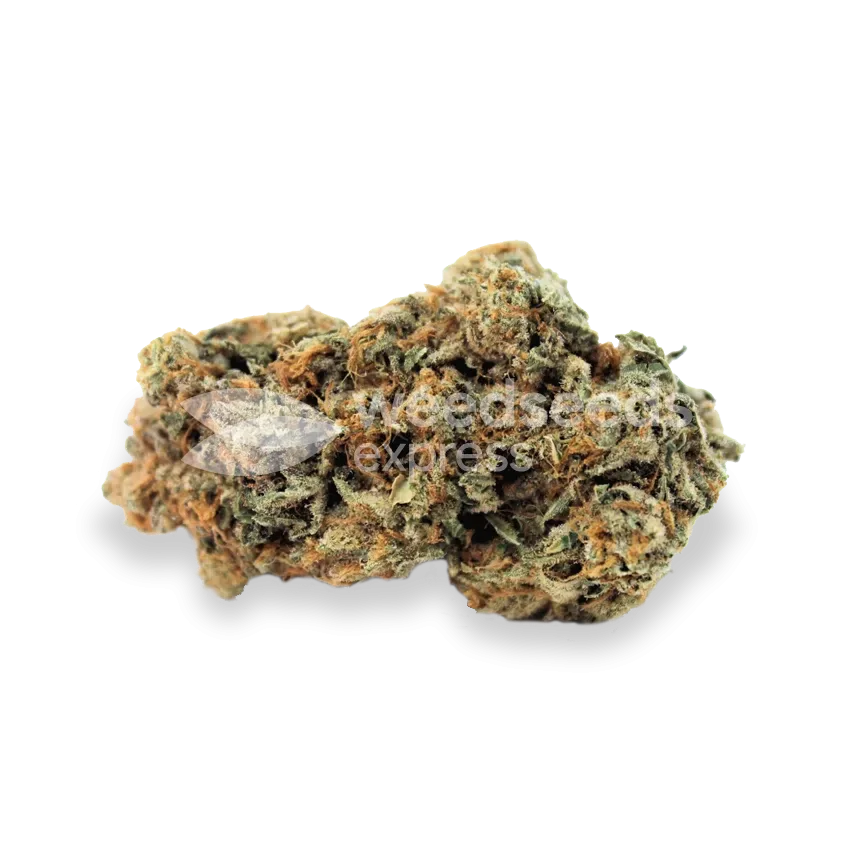 Alpine Star CBD bud