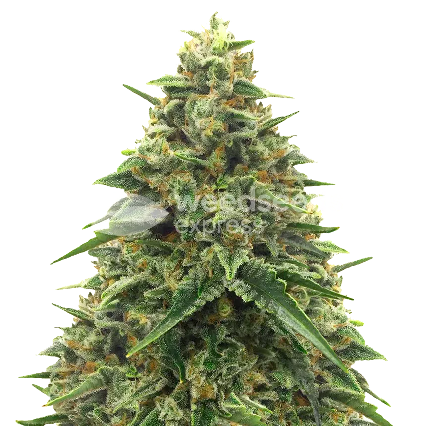 Alpine Star CBD plant
