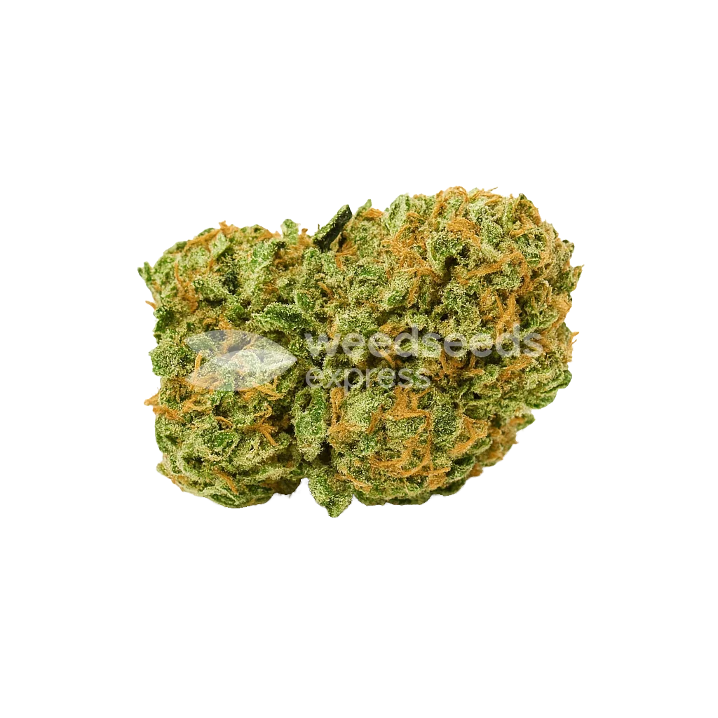 Bud de Amnesia Auto