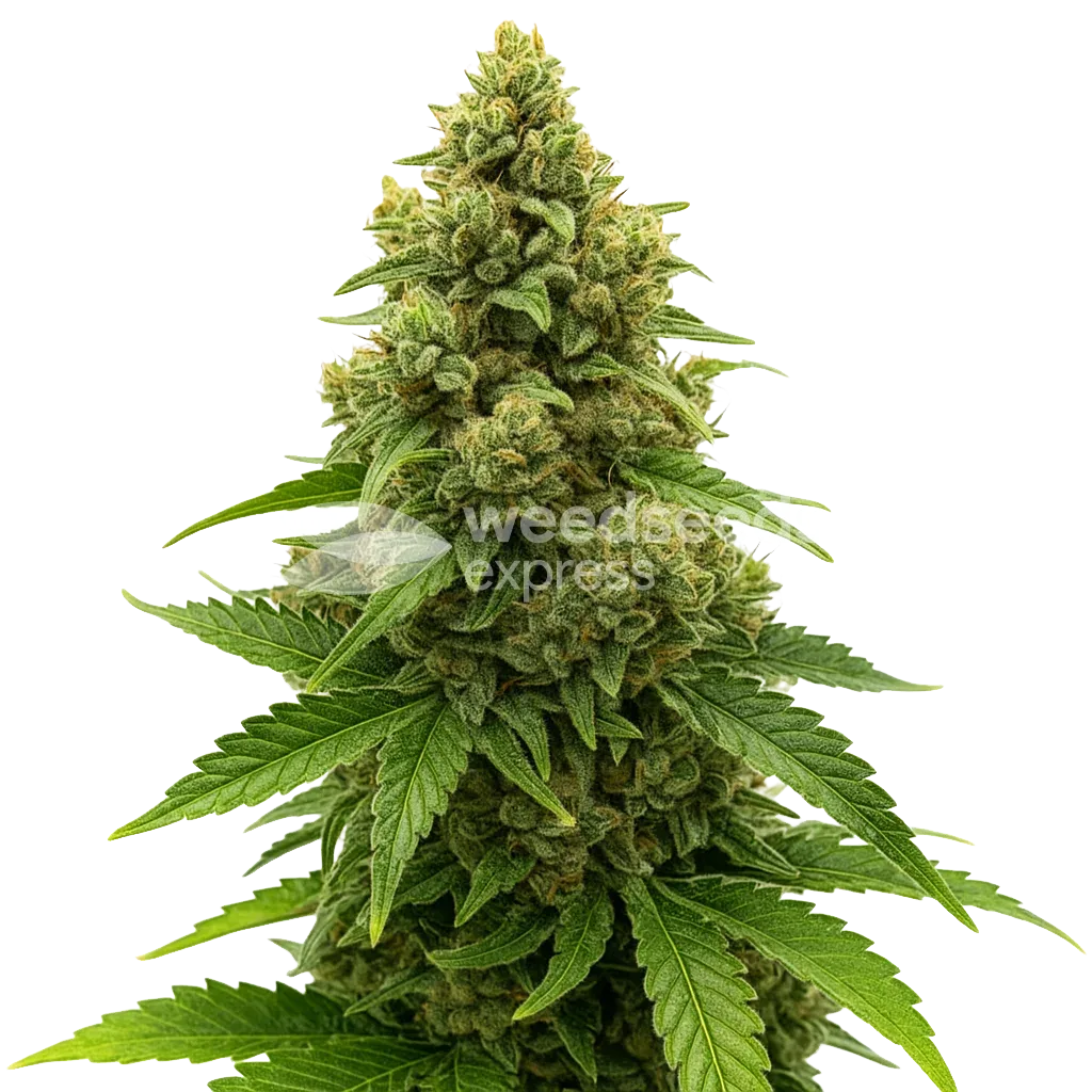 Plante de Amnesia Auto