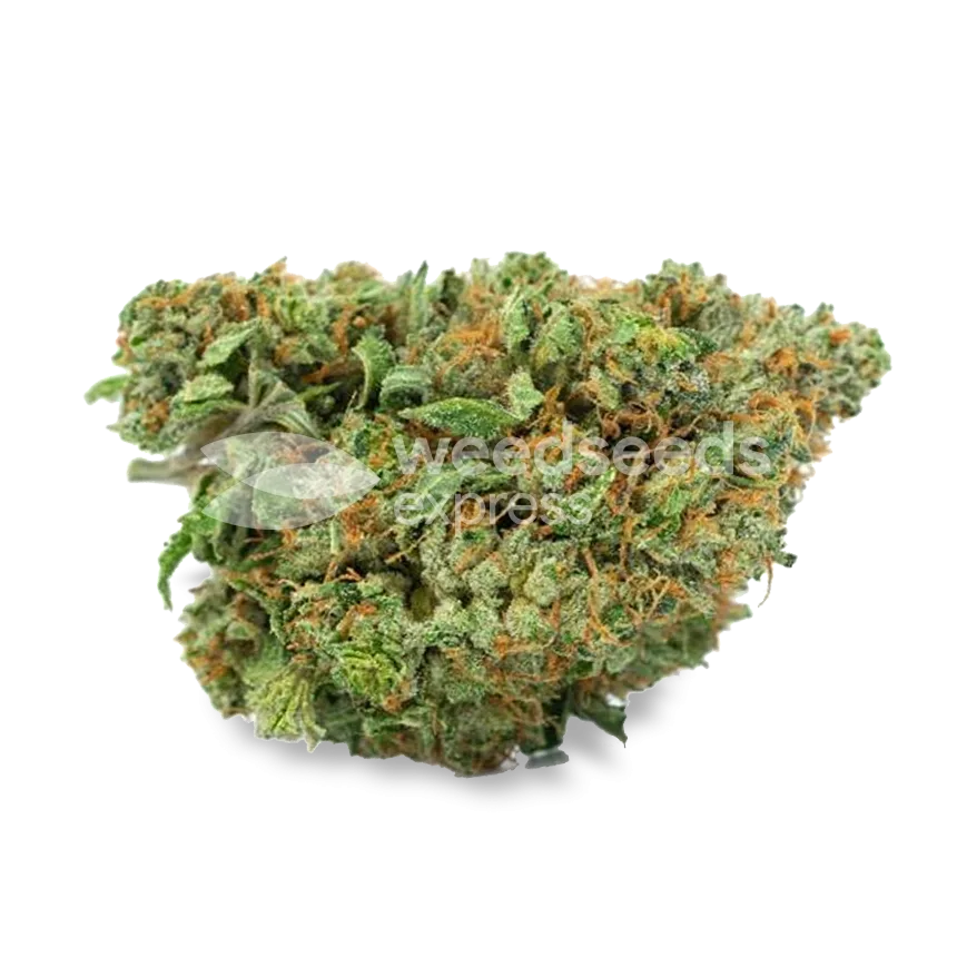 Amnesia Bud