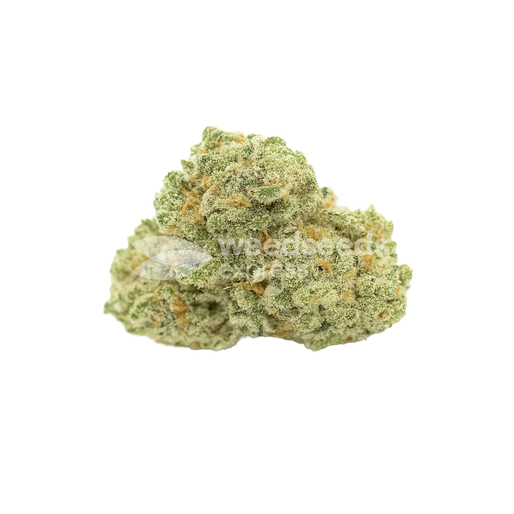 Bud de Amnesia Haze Auto