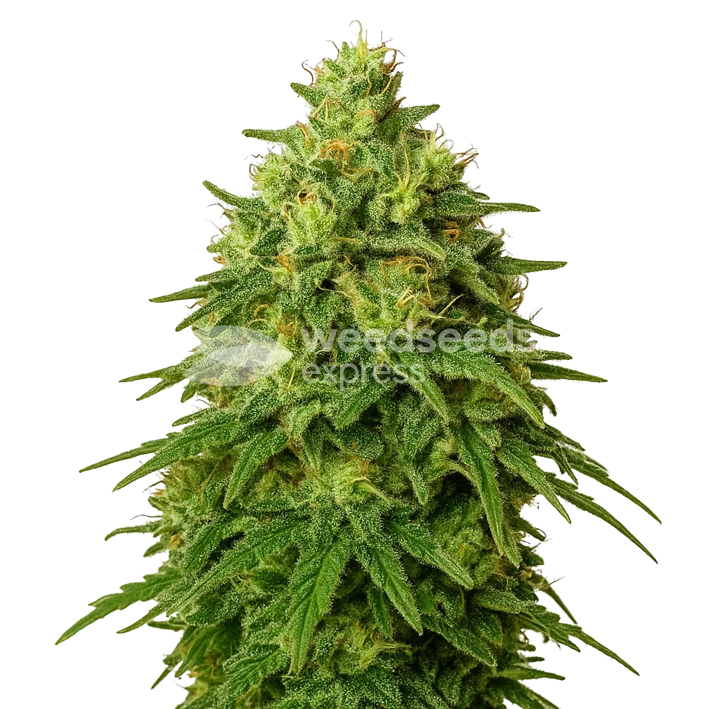 Plante de Amnesia Haze Auto
