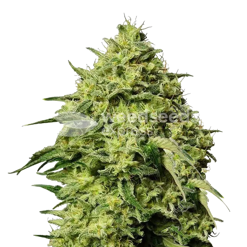 Amnesia Haze Plant