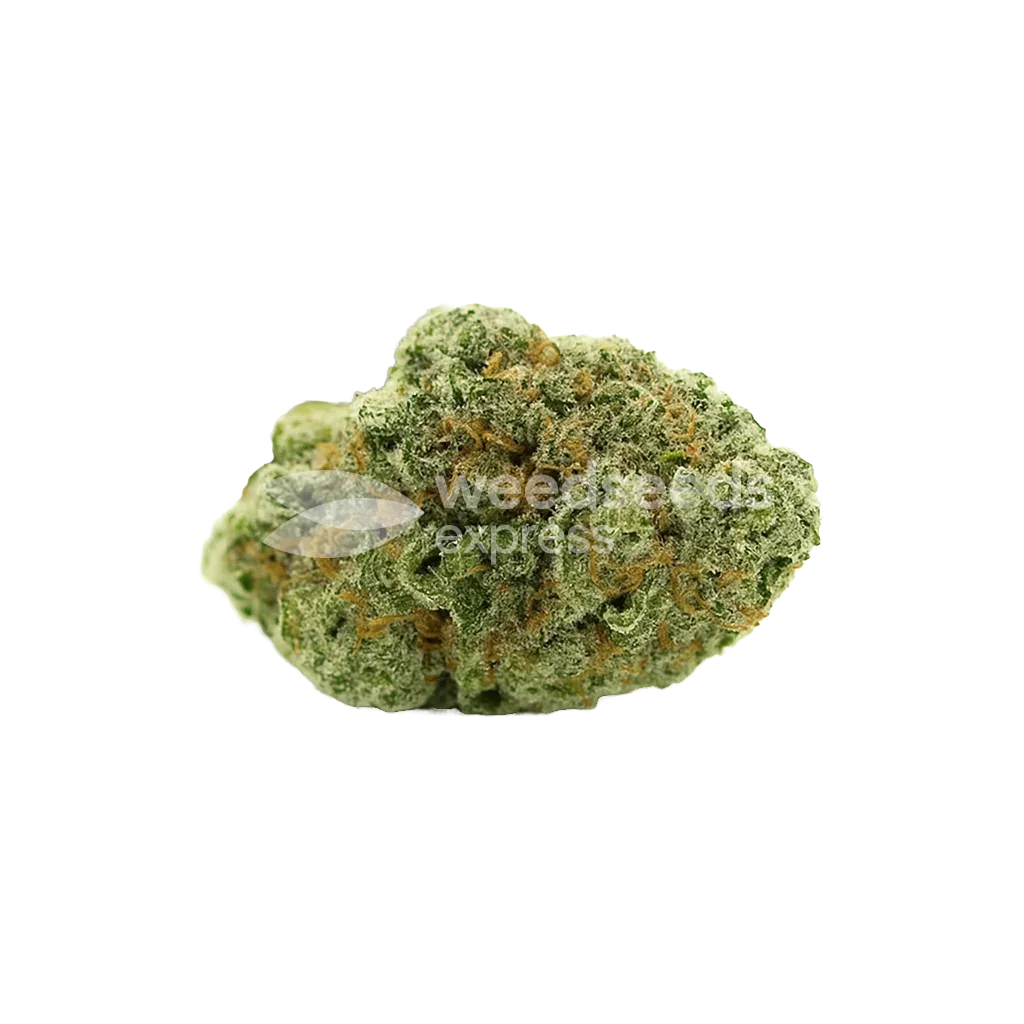 Bud de Amnesia Haze x Blueberry Auto