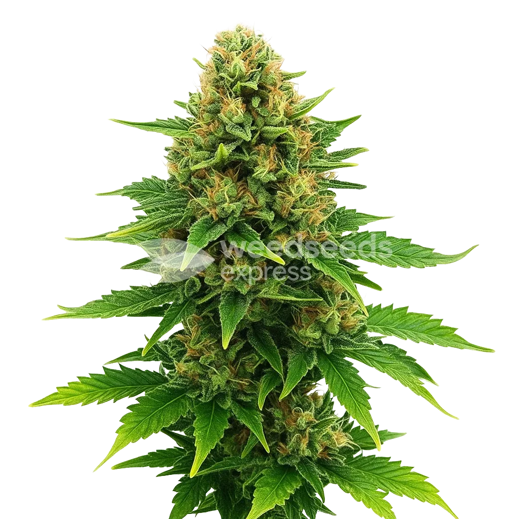 Plante de Amnesia Haze x Blueberry Auto