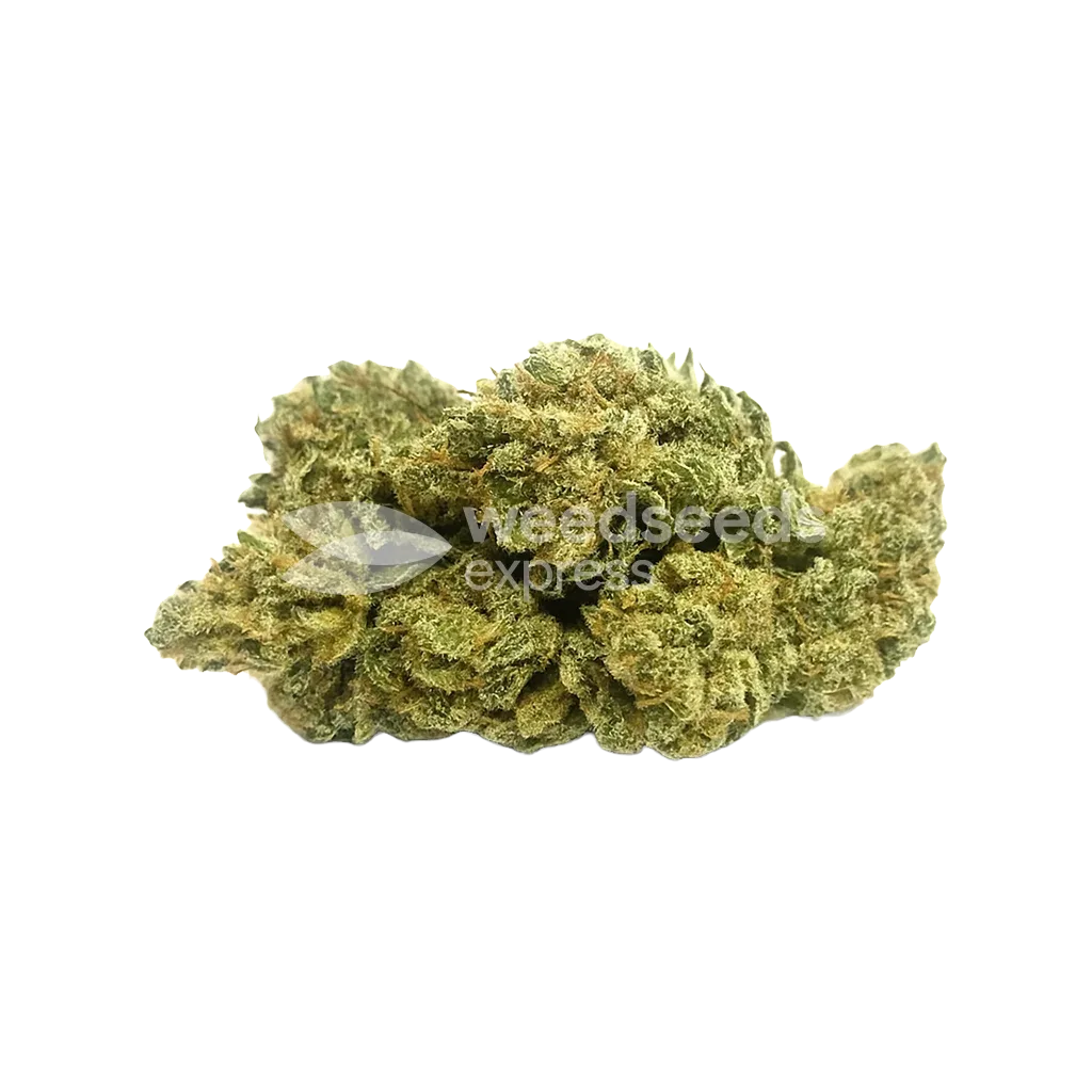 Bud de Amnesia Kush Auto