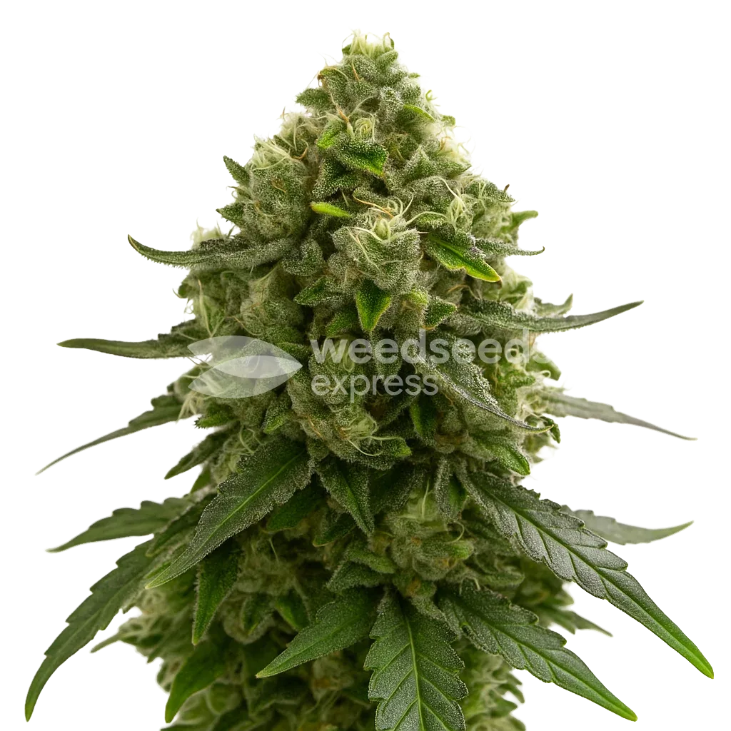 Plante de Amnesia Kush Auto