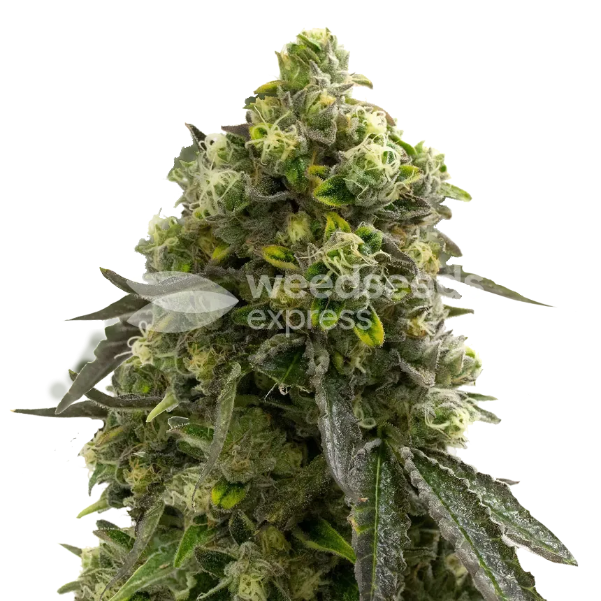 Amnesia Kush plant