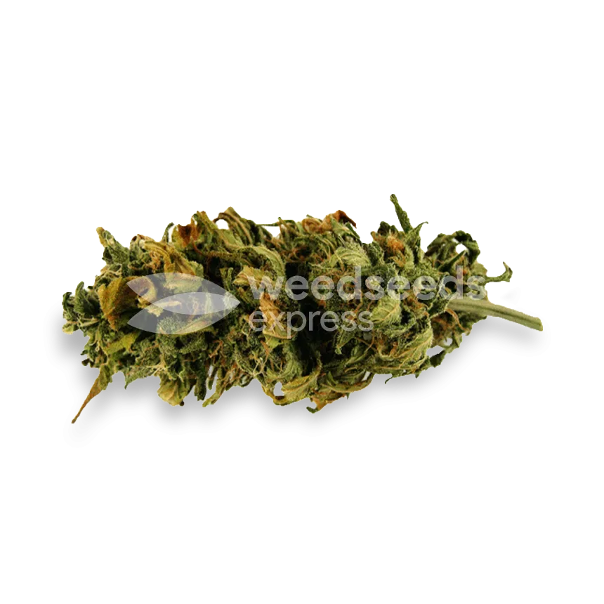 Amnesia Lemon Kush bud
