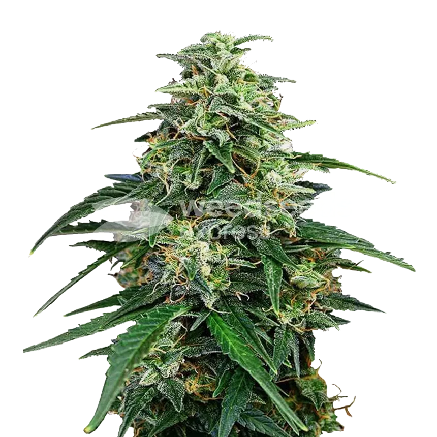 Amnesia Lemon Kush plant