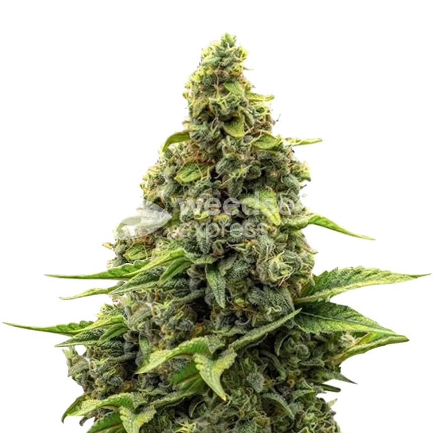 Amnesia Plant