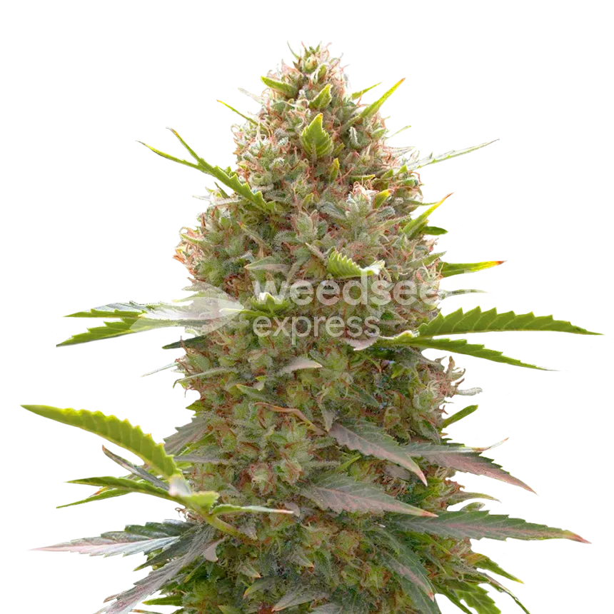 Amnesia Haze X White Widow plant
