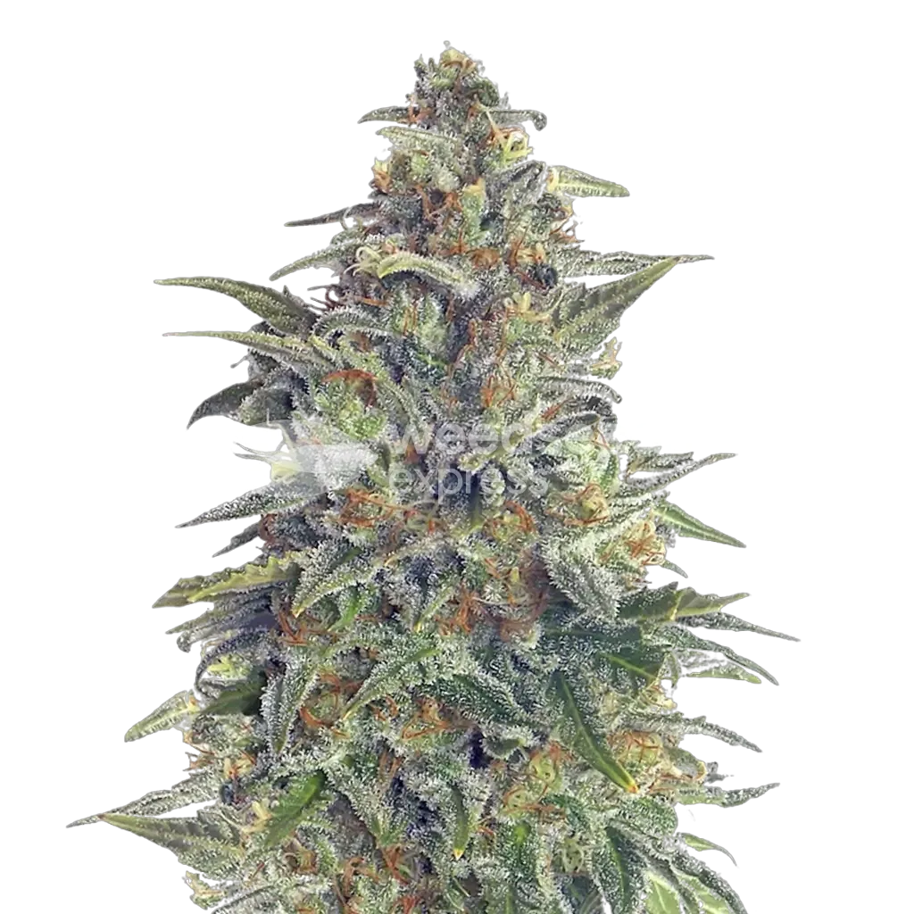 Animal Cookies Plante