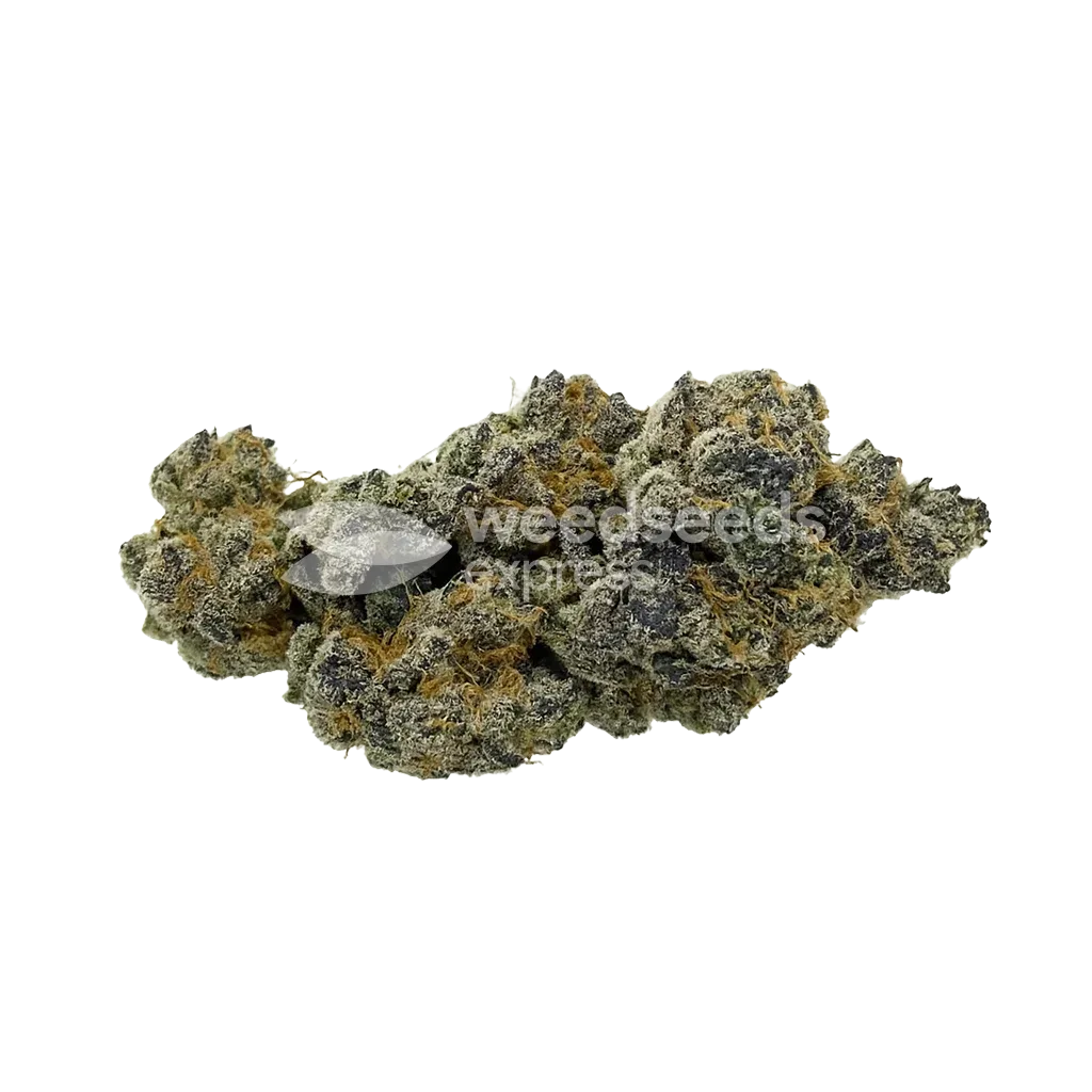 Bud de Animal Face Auto