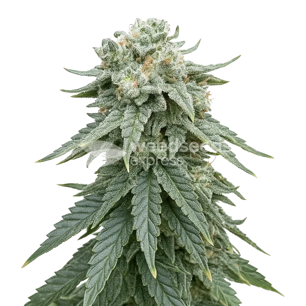 Plante de Animal Face Auto