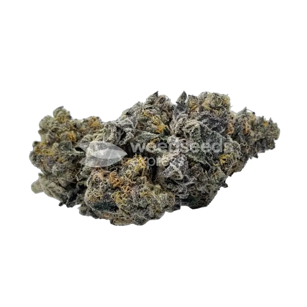 Animal Face Bud