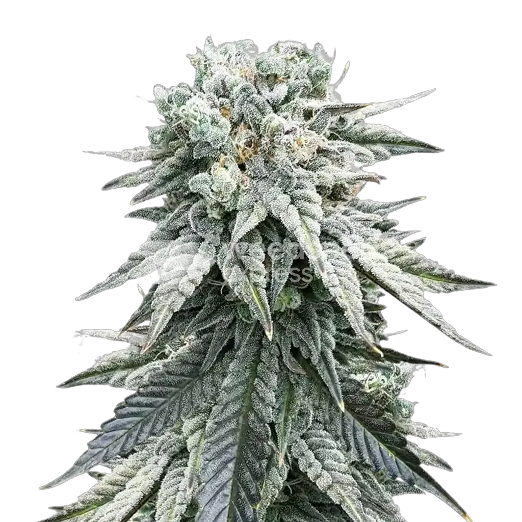 Animal Face Plante