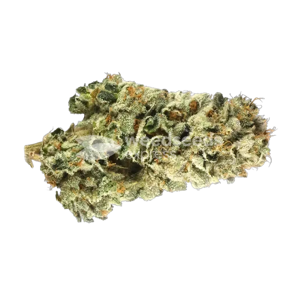 Apple Betty Bud