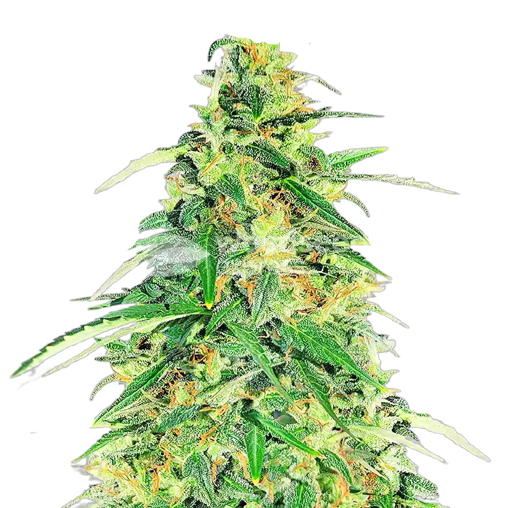 Apple Betty Plante