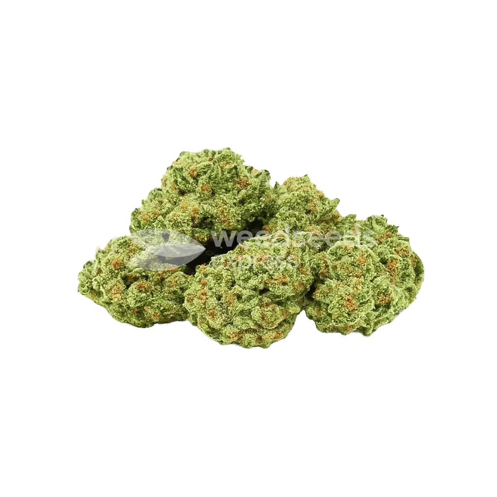 Bud de Apple Fritter Auto