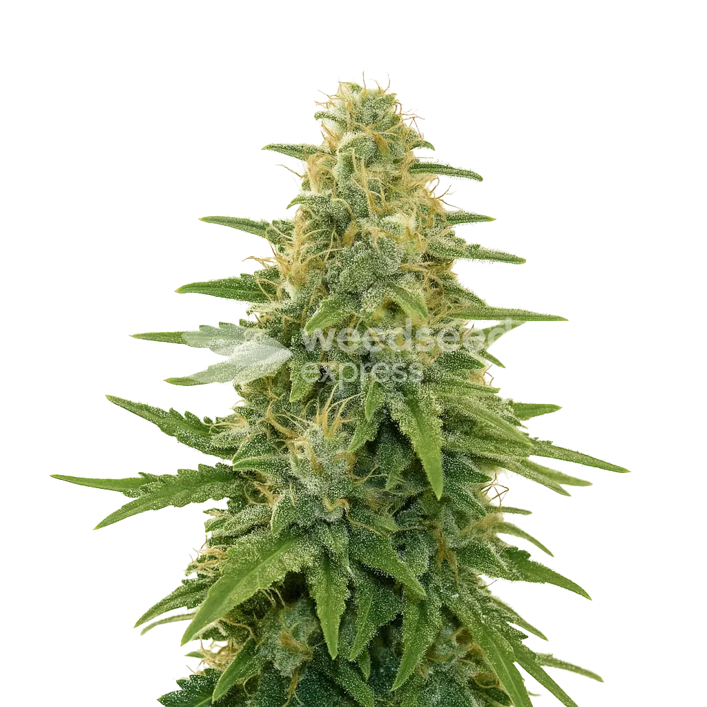 Plante de Apple Fritter Auto