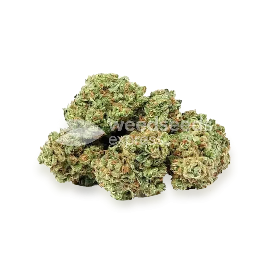Apple Fritter bud
