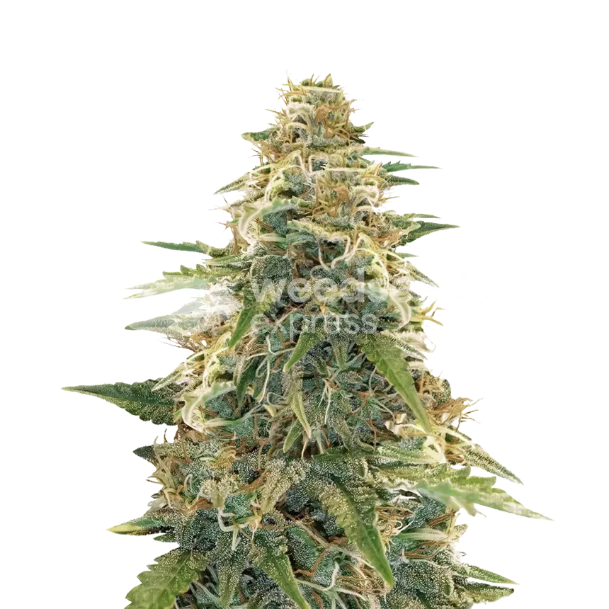 Apple Fritter plant