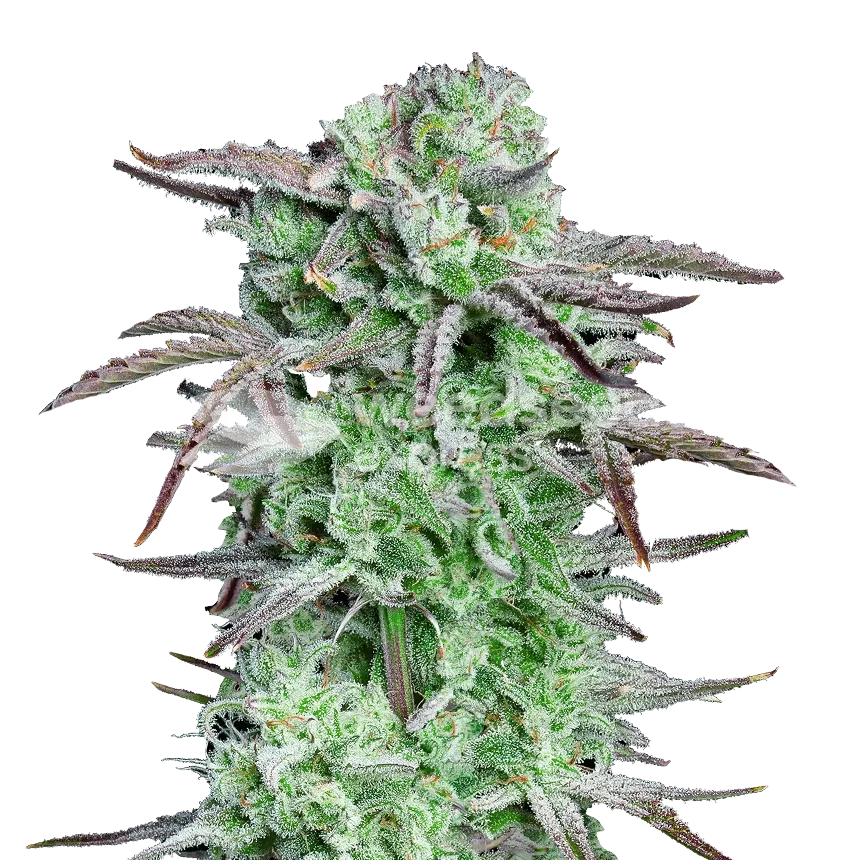 Apples And Bananas Plante