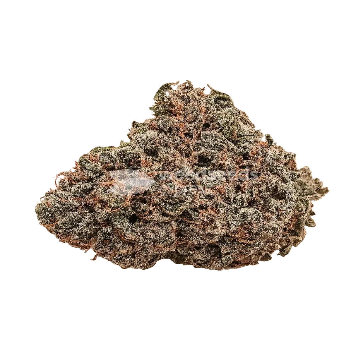 Archive Runtz Bud