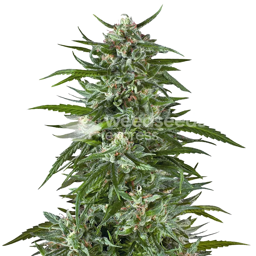 Aspirin OG Plant