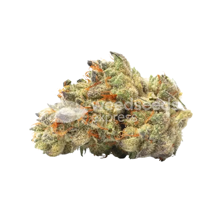 Australian Gold Bud