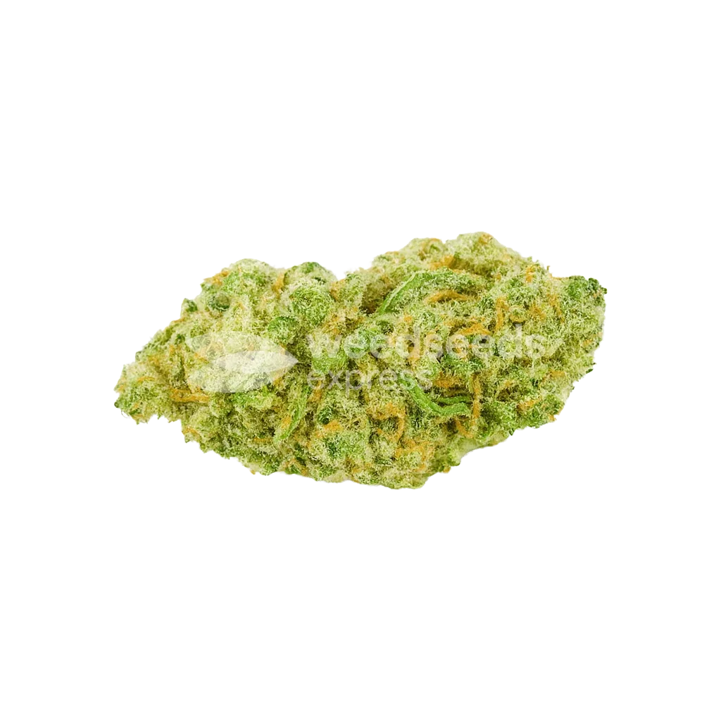 Bud de Banana Kush Auto