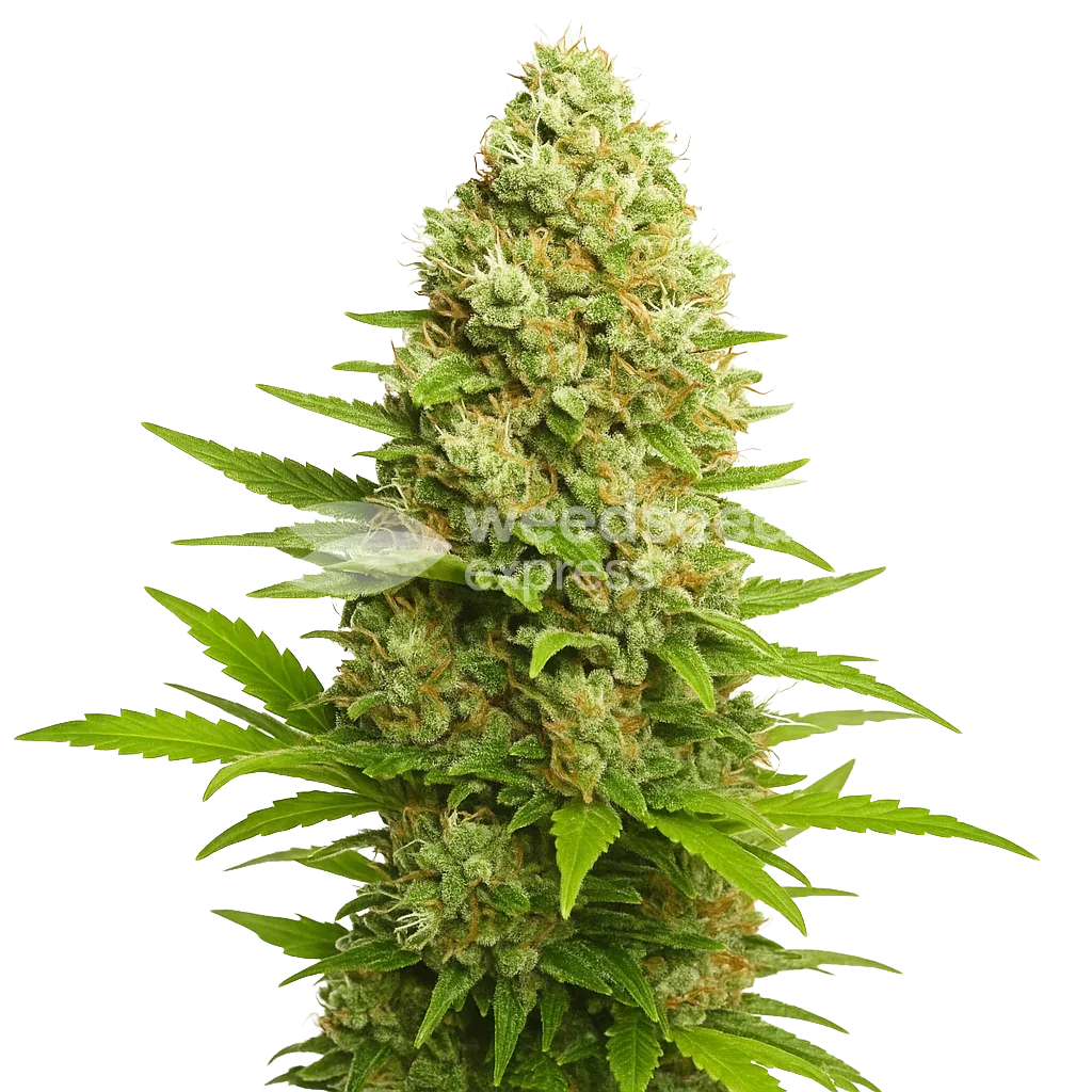 Plante de Banana Kush Auto