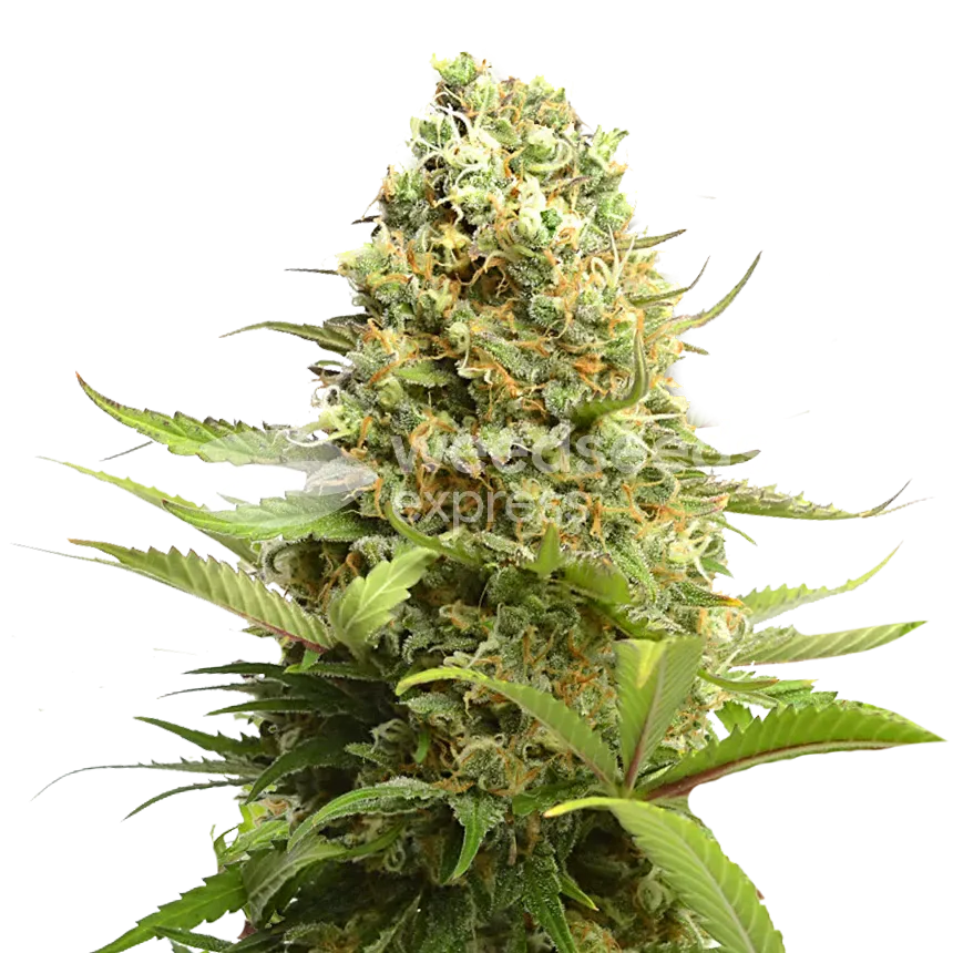 Banana Kush plant