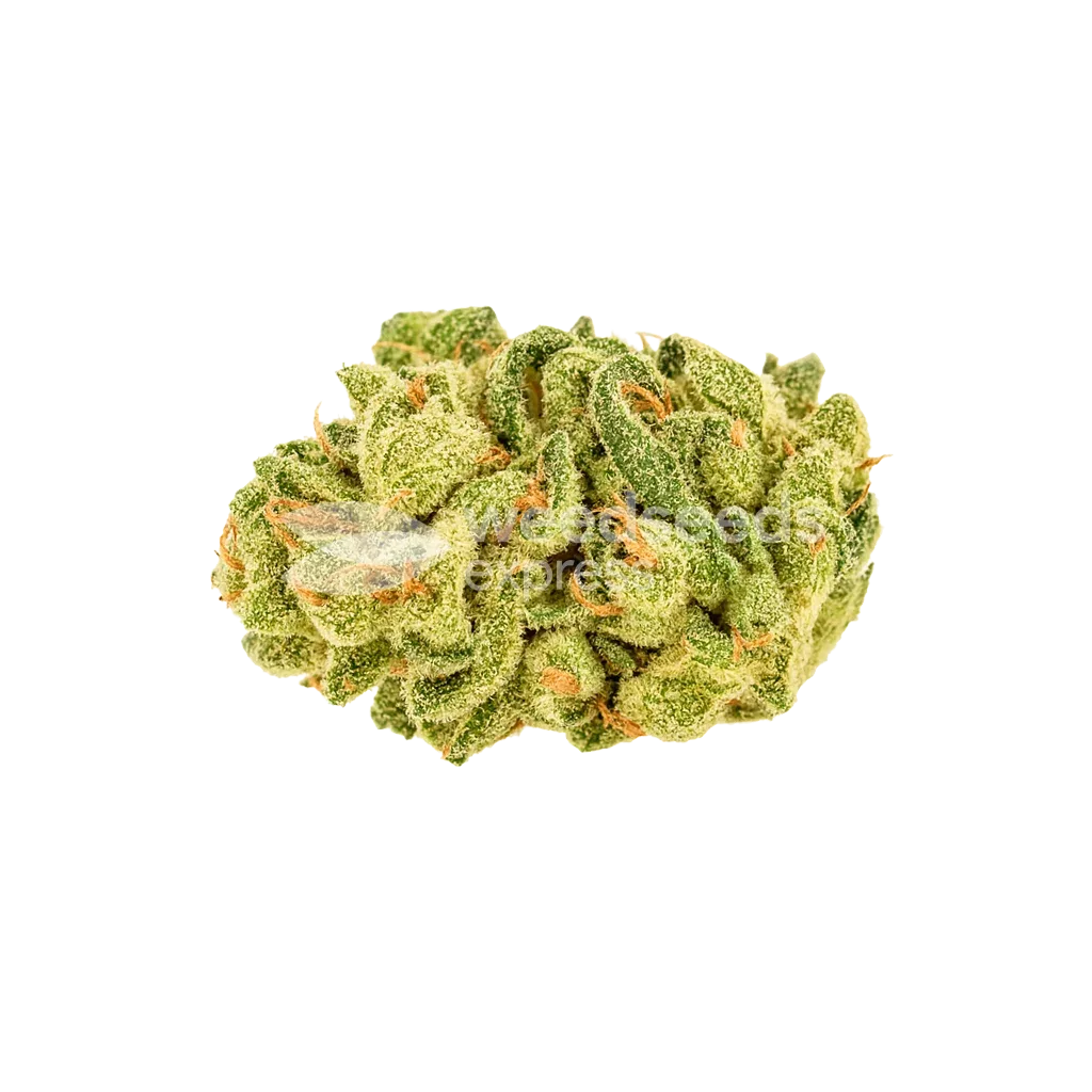 Bud de Banana Zkittlez Auto