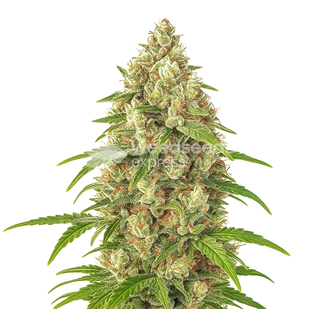Plante de Banana Zkittlez Auto