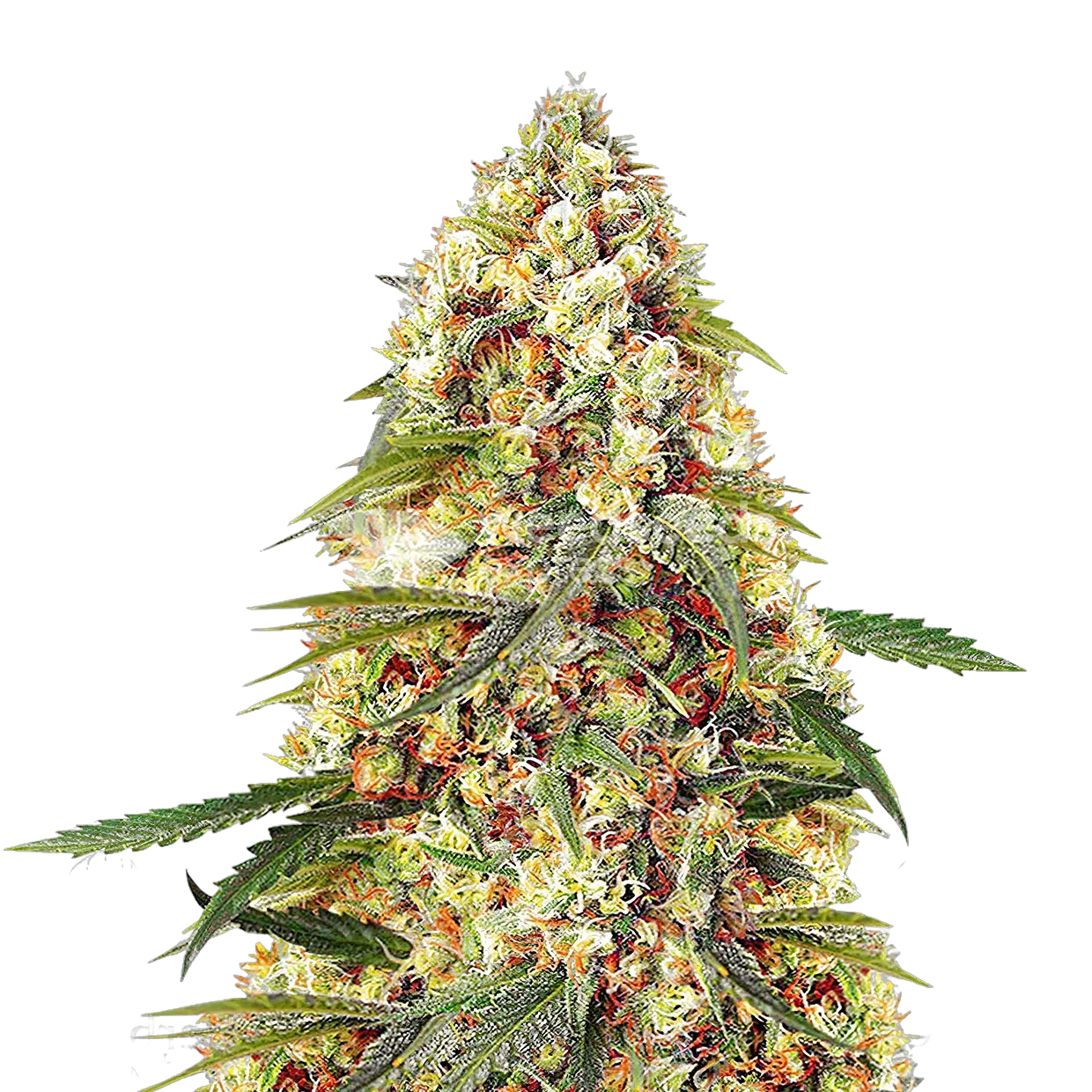Banana Zkittlez Plante