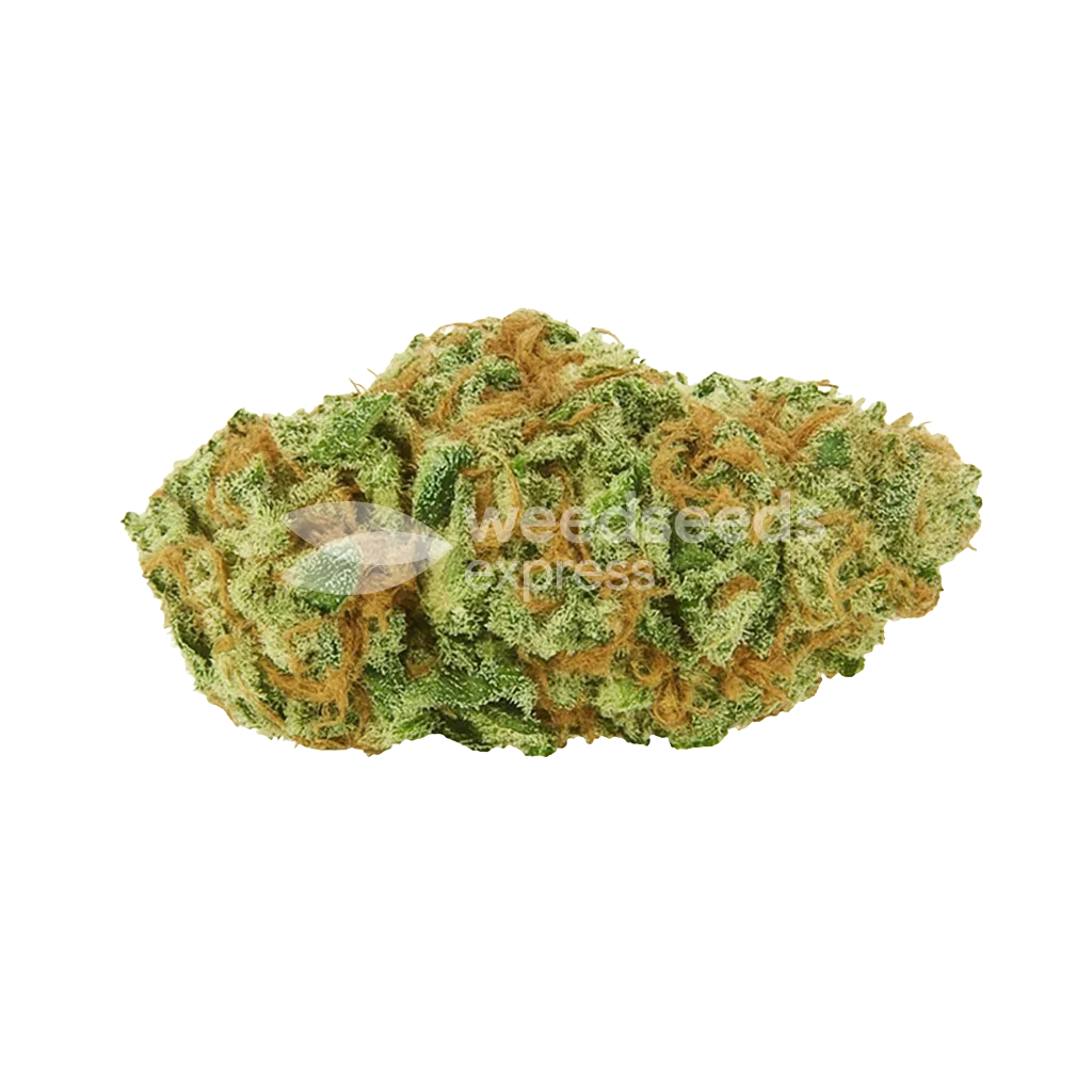 Bud de Big Bud Auto