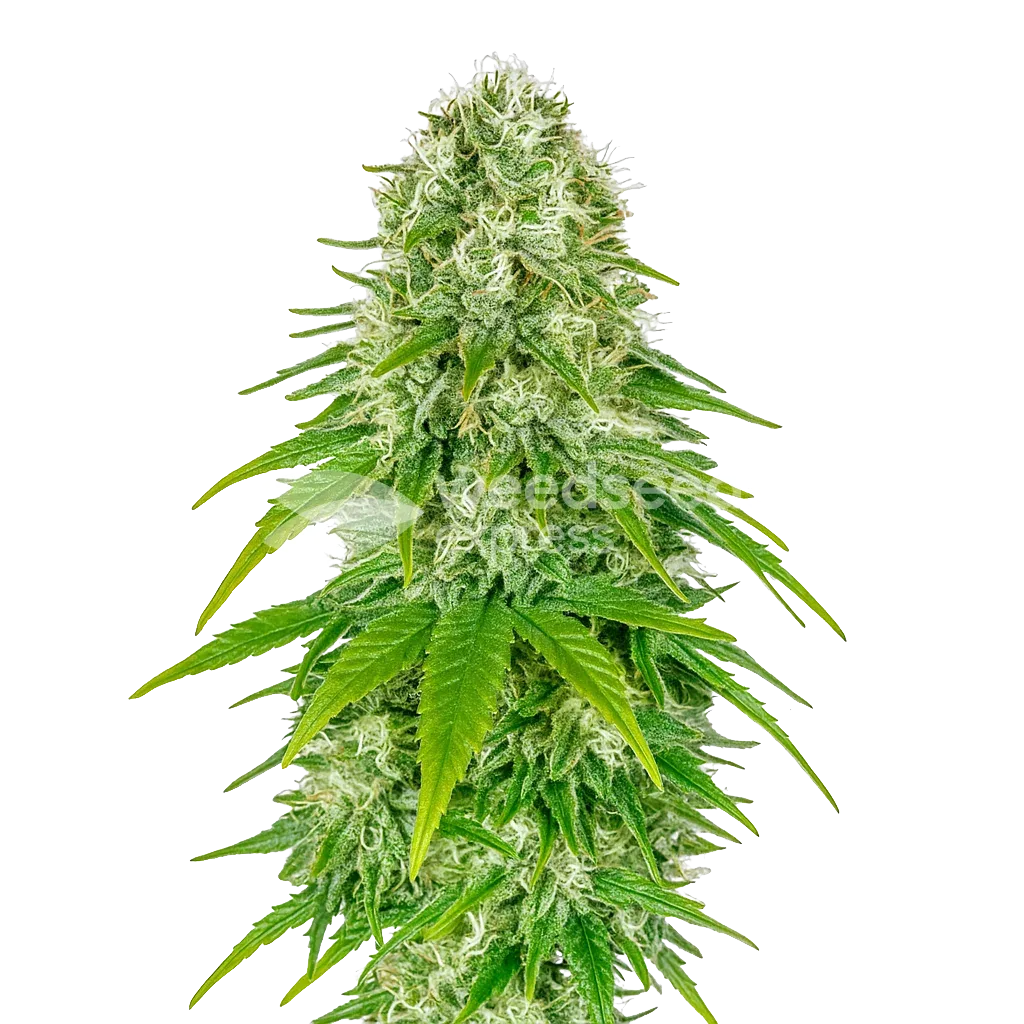 Plante de Big Bud Auto