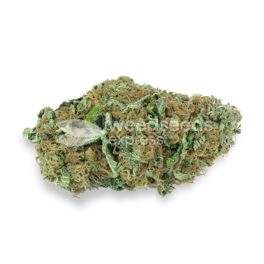 Big Bud bud