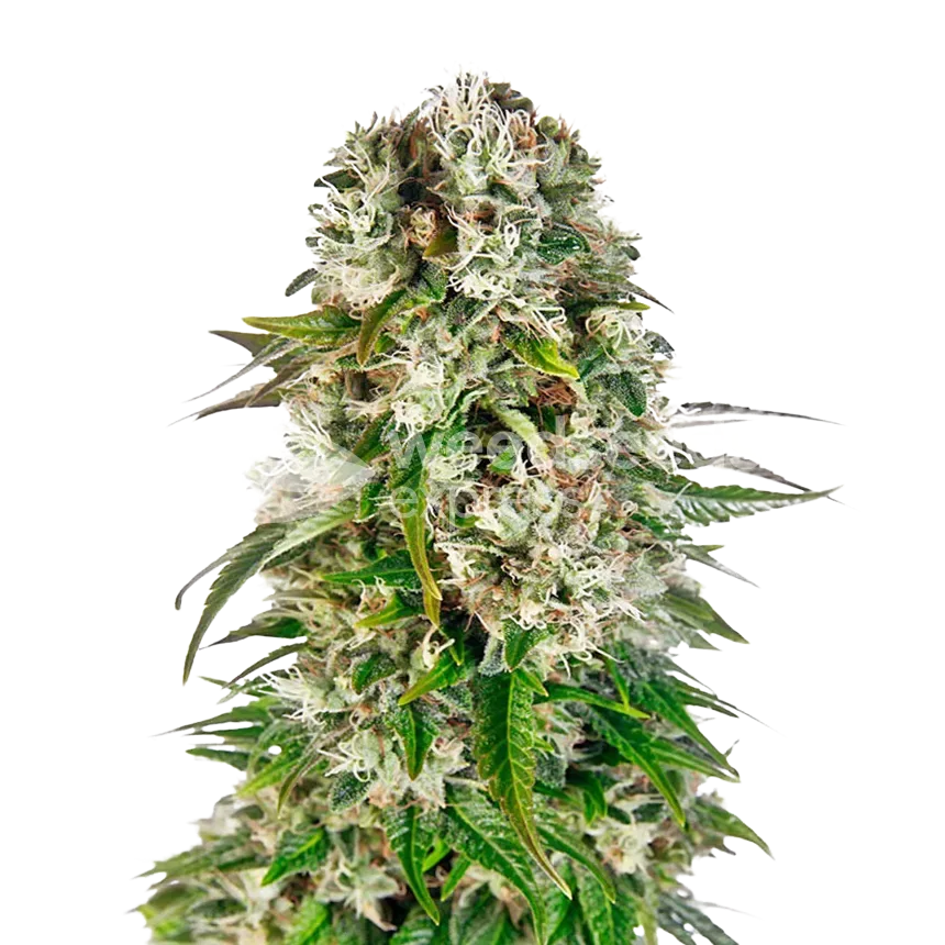 Big Bud plant