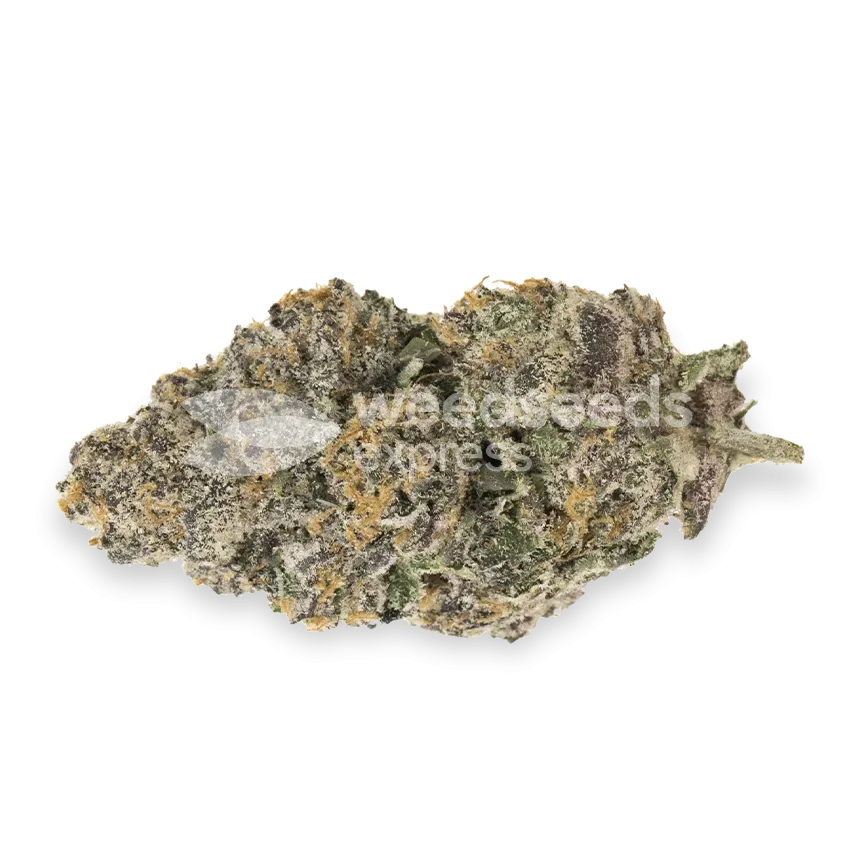 Biscotti Bud