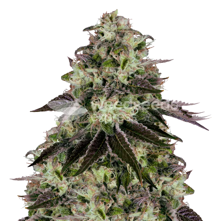 Biscotti Plant
