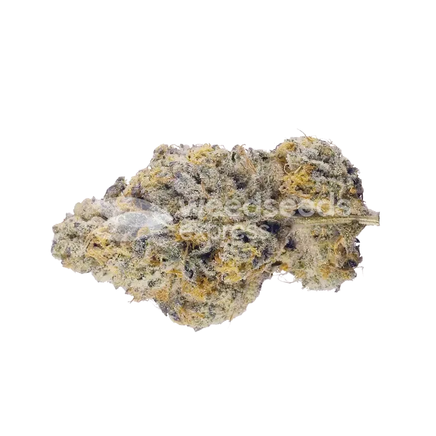 Black Cherry Soda Bud