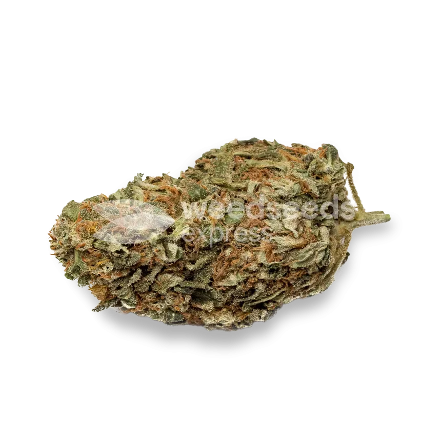 Black Domina bud